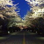 柏の葉公園の夜桜