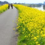 江戸川堤の菜の花