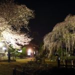 流山「清瀧院」の枝垂（しだれ）桜