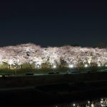 利根運河の夜桜
