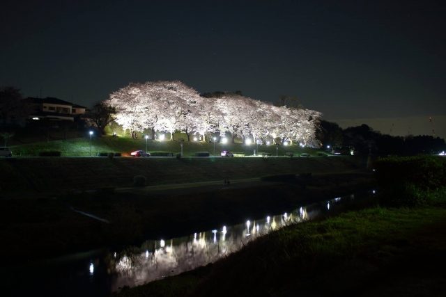 利根運河の夜桜