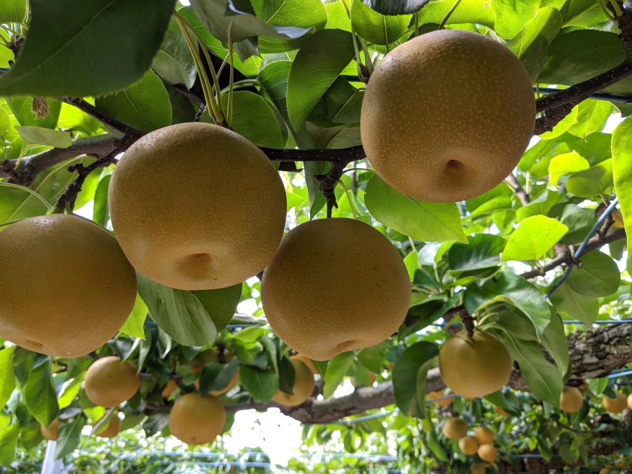 千葉の名産 小川園 の梨狩り 40papa