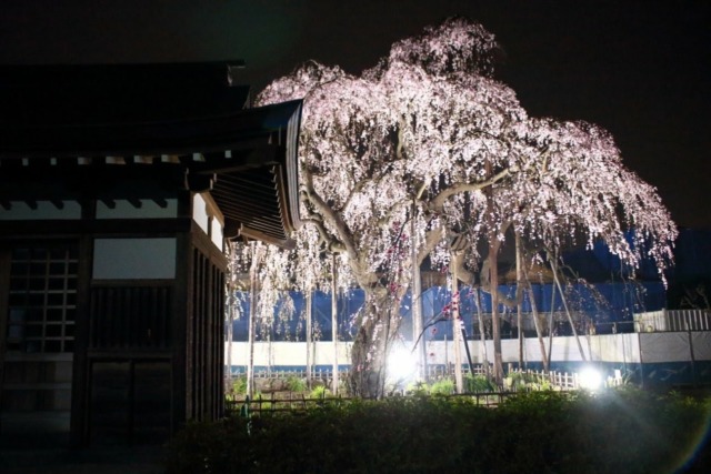清龍院夜桜